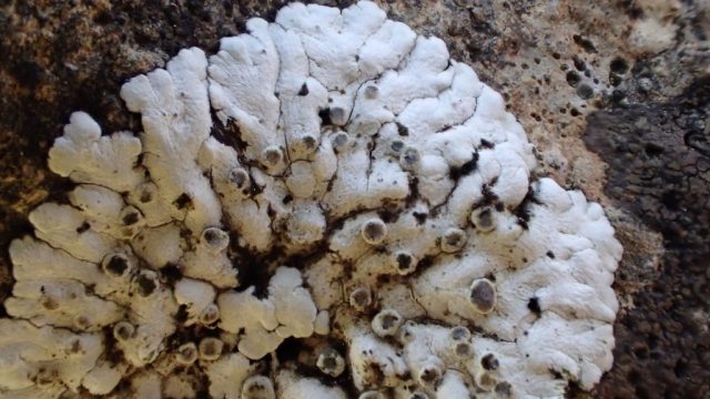 Solenopsora candicans Solenopsora candicans