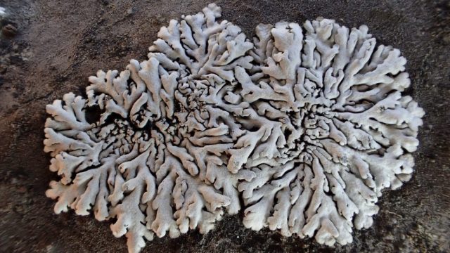 Physcia caesia Physcia caesia