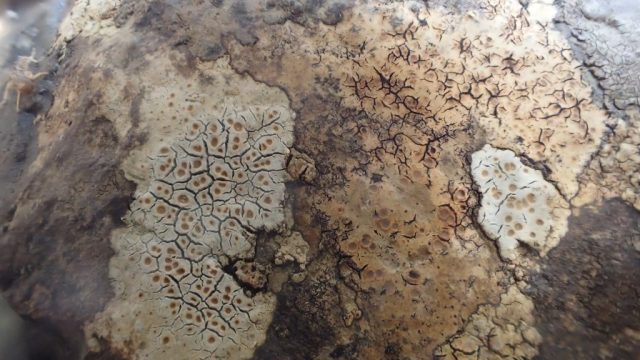 Hymenelia (Ionaspis) lacustris Hymenelia (Ionaspis) lacustris