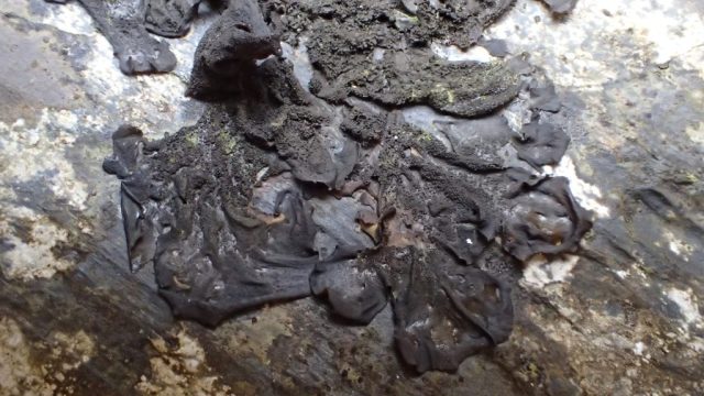 Collema flaccidum Collema flaccidum