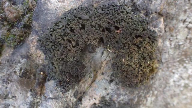 Collema glebulentum Collema glebulentum