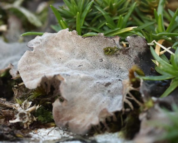 Peltigera canina - dense tomentum above and shaggy rhizines below. Peltigera canina - dense tomentum above and shaggy rhizines below.