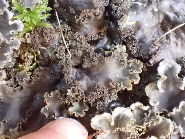 Peltigera praetextata Peltigera praetextata