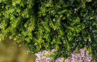 Plagiochila britannica Plagiochila britannica