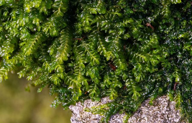 Plagiochila britannica Plagiochila britannica