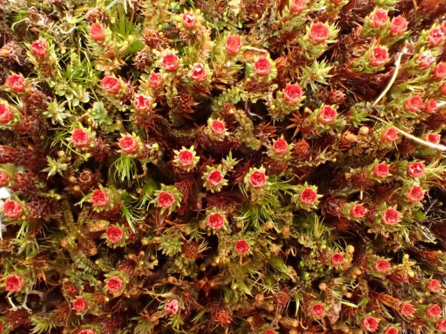 Polytrichum piliferum with male inflorescences – not uncommon but always delightful! Clare Shaw Polytrichum piliferum with male inflorescences – not uncommon but always delightful! Clare Shaw