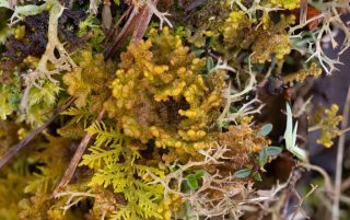 Ptilidium ciliare, Paul Ross Ptilidium ciliare, Paul Ross