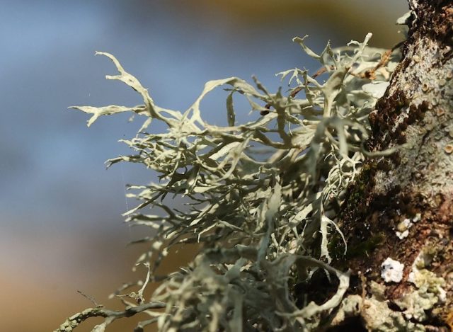 Ramalina farinacea Ramalina farinacea