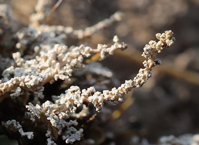 Stereocaulon vesuvianum Stereocaulon vesuvianum