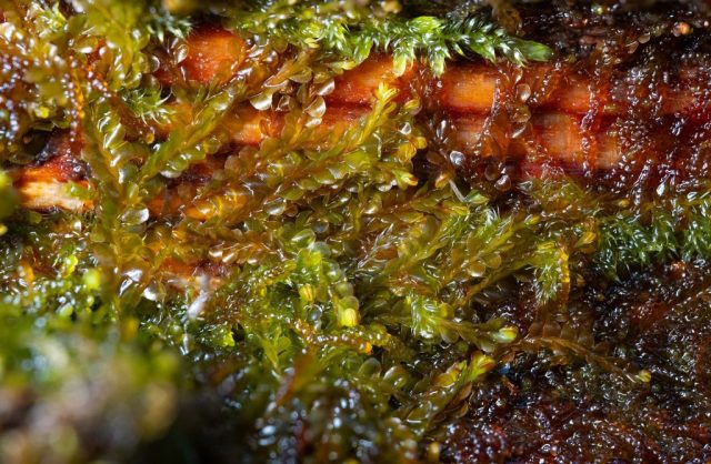 Syzygiella autumnalis Syzygiella autumnalis