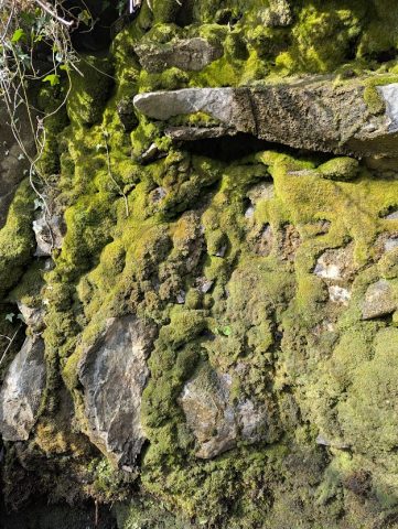 Large mounds of tufa mosses (Amphidium mougeotii, Eucladium verticillatum and Anoectangium aestivum) Josie Niemira Large mounds of tufa mosses (Amphidium mougeotii, Eucladium verticillatum and Anoectangium aestivum) Josie Niemira