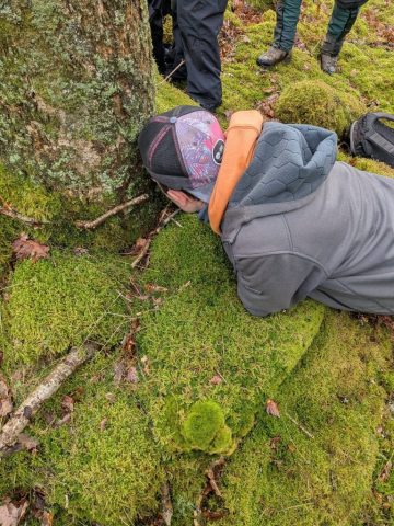 Viewing Douinia ovata up-close - Peter Bullard Viewing Douinia ovata up-close - Peter Bullard