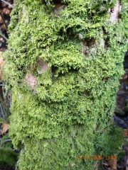 Tree covered in Metzgeria conjugata, Clare Shaw Tree covered in Metzgeria conjugata, Clare Shaw