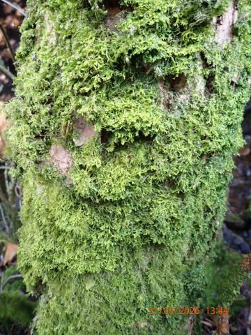 Tree covered in Metzgeria conjugata, Clare Shaw Tree covered in Metzgeria conjugata, Clare Shaw