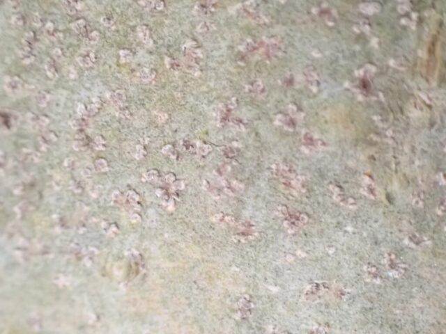 Coniocarpon cinnabarinum on an ash