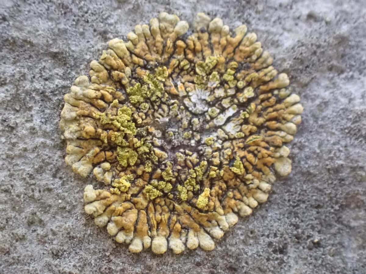 Leproplaca cirrochroa