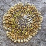 Leproplaca cirrochroa