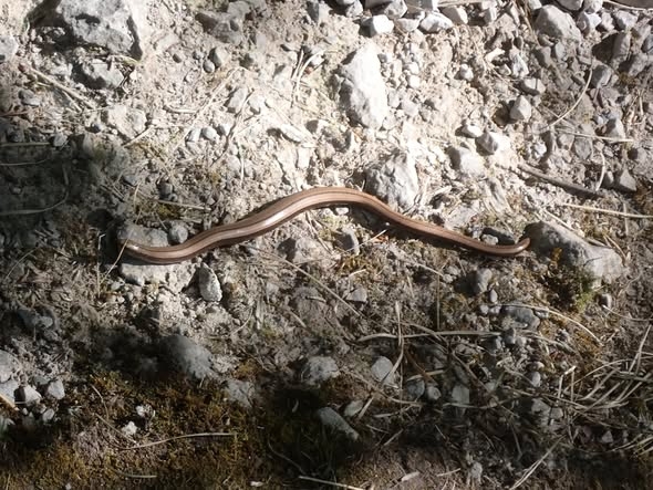 Slow worm