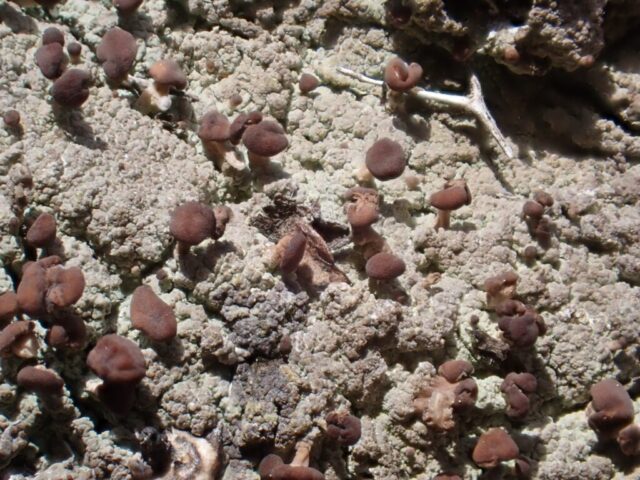 Baeomyces rufus