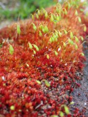Bryum pallens with capsules Bryum pallens with capsules