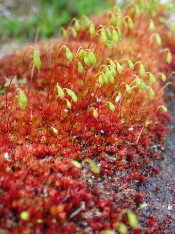 Bryum pallens with capsules