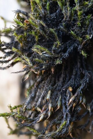 Cinclidotus fontinaloides with capsules