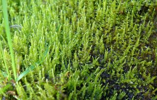 Cratoneuron filicinum Cratoneuron filicinum