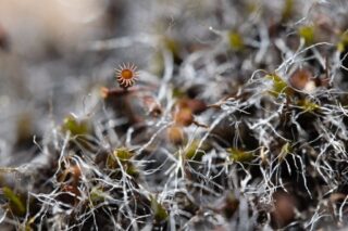Grimmia pulvinata with mature capsules Grimmia pulvinata with mature capsules
