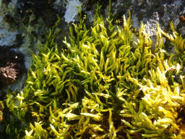Homalothecium lutescens
