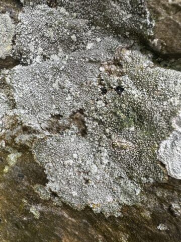Lepra melanochlora