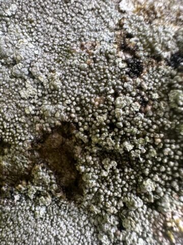 Lepra melanochlora
