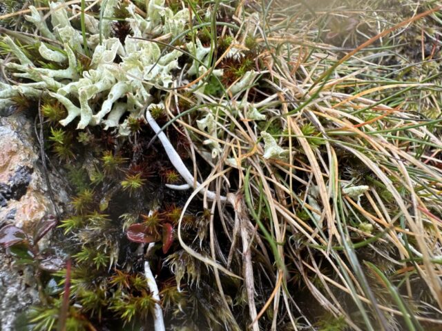 Thamnolia vermicularis with Cladonia uncialis above