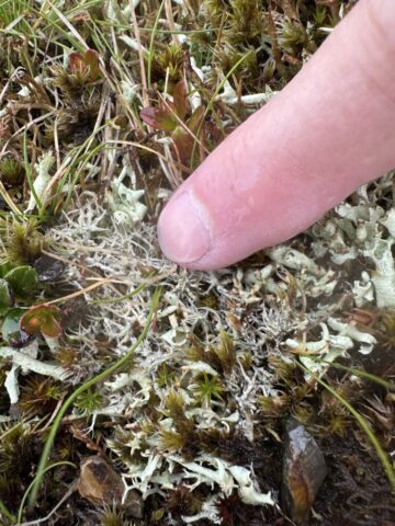Ochrolechia frigida