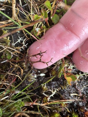 Cetraria probably aculeata