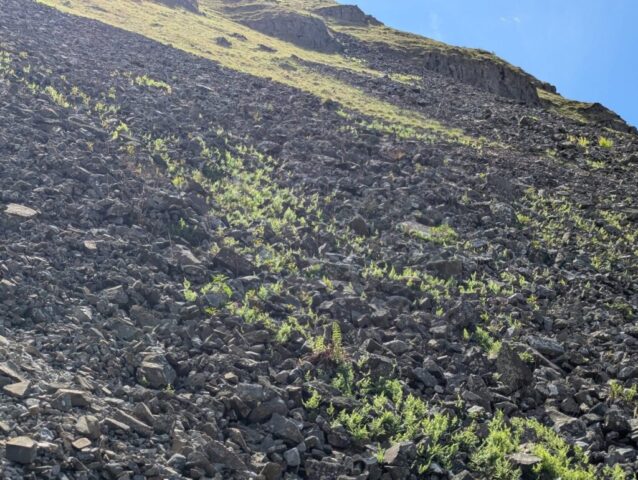 Limestone scree with an abundance of ferns