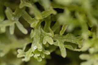 Metzgeria pubescens Metzgeria pubescens