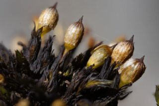 Orthotricum cupulatum Orthotricum cupulatum