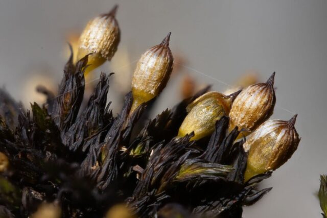 Orthotricum cupulatum