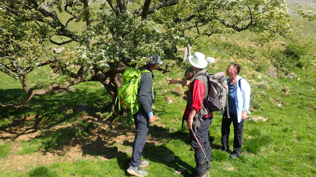 CLBG lichenologists inspecting a tree at the entrance to Scordale