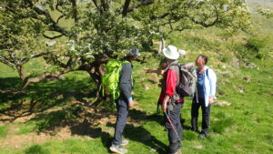 CLBG lichenologists inspecting a tree at the entrance to Scordale