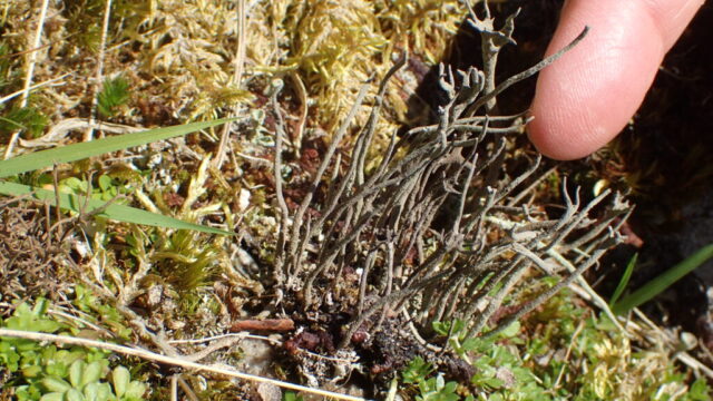 Cladonia subulata