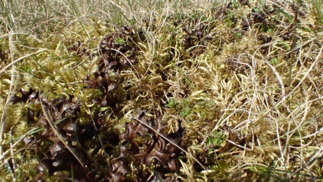 Cetraria islandica