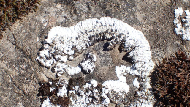 Solenopsora candicans