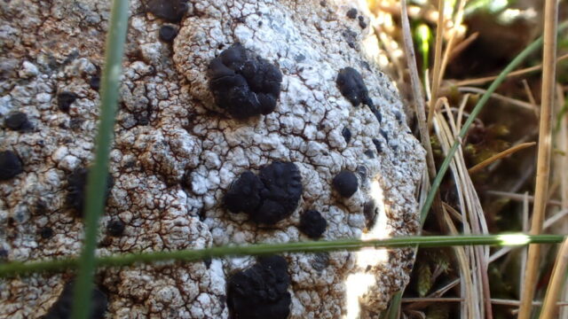 Porpidia macrocarpa f. nigrocruenta