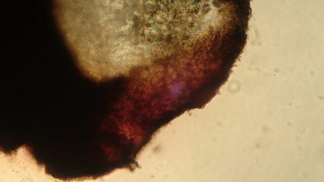 Porpidia macrocarpa f. nigrocruenta: inner exciple goes K+ red