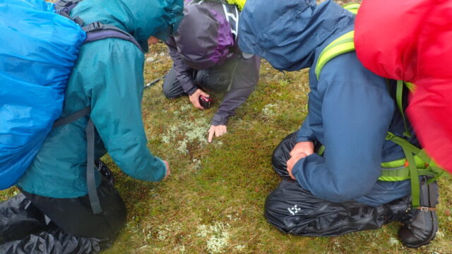 Looking at the Alectoria nigricans