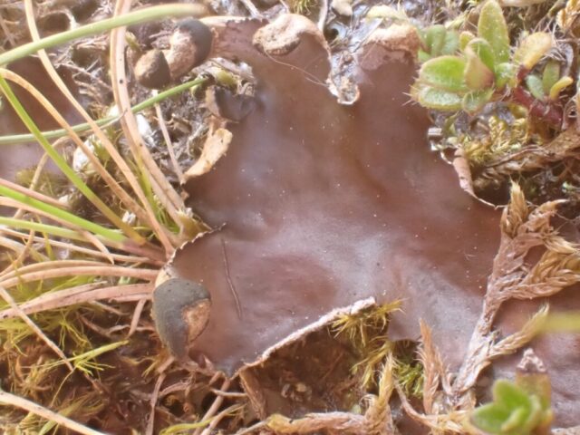 Peltigera neckeri