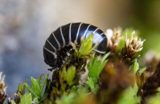 Pill Woodlouse on Encalypta streptocarpa Pill Woodlouse on Encalypta streptocarpa