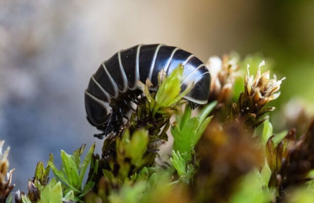Pill Woodlouse on Encalypta streptocarpa