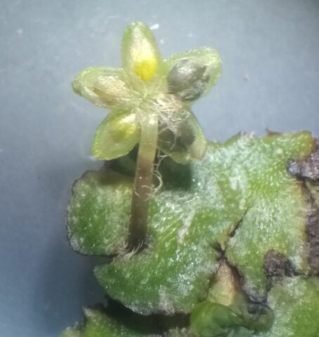 Rebooullia hemispherica with female receptacle
